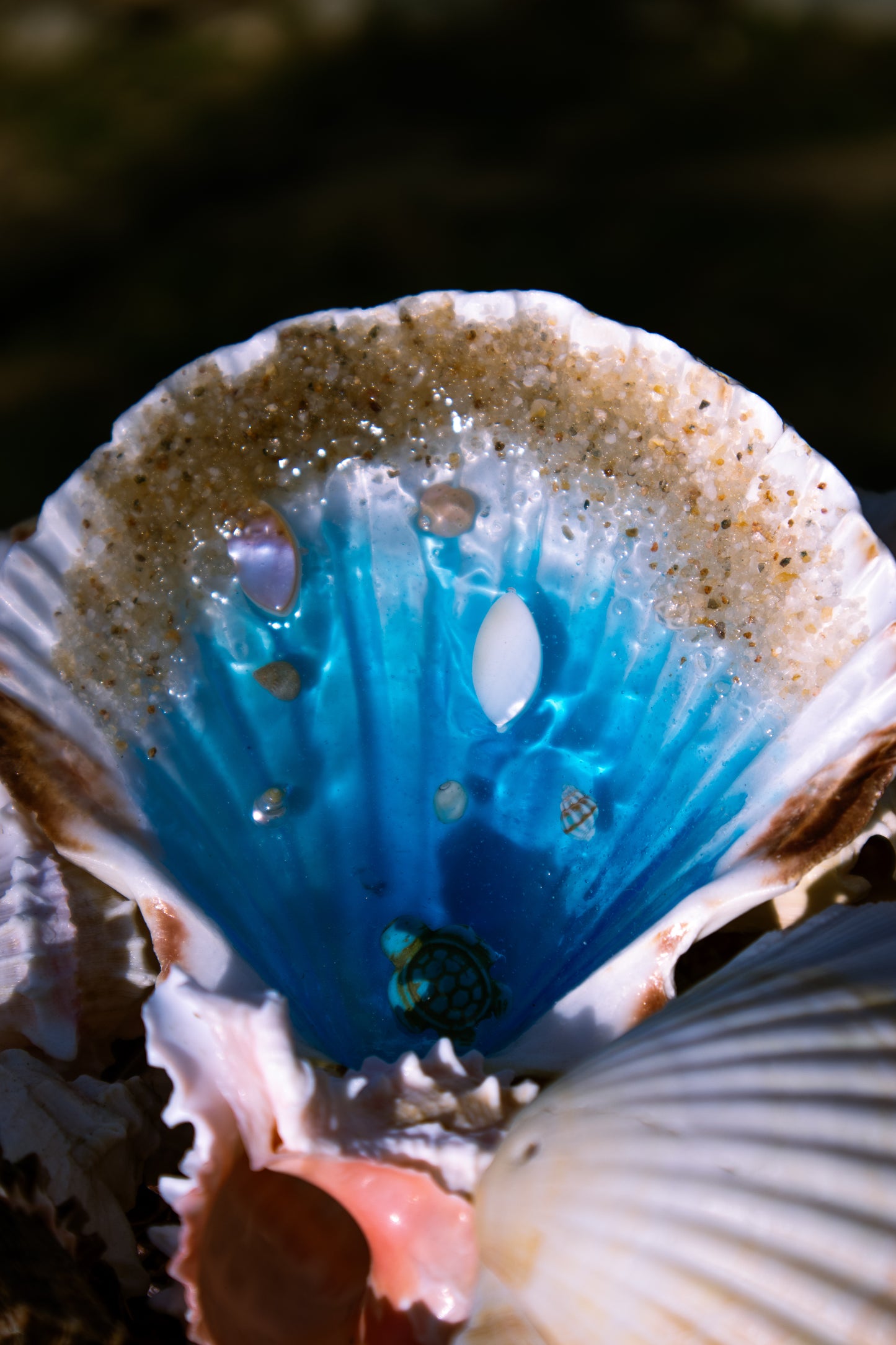 Seashell Ocean Display