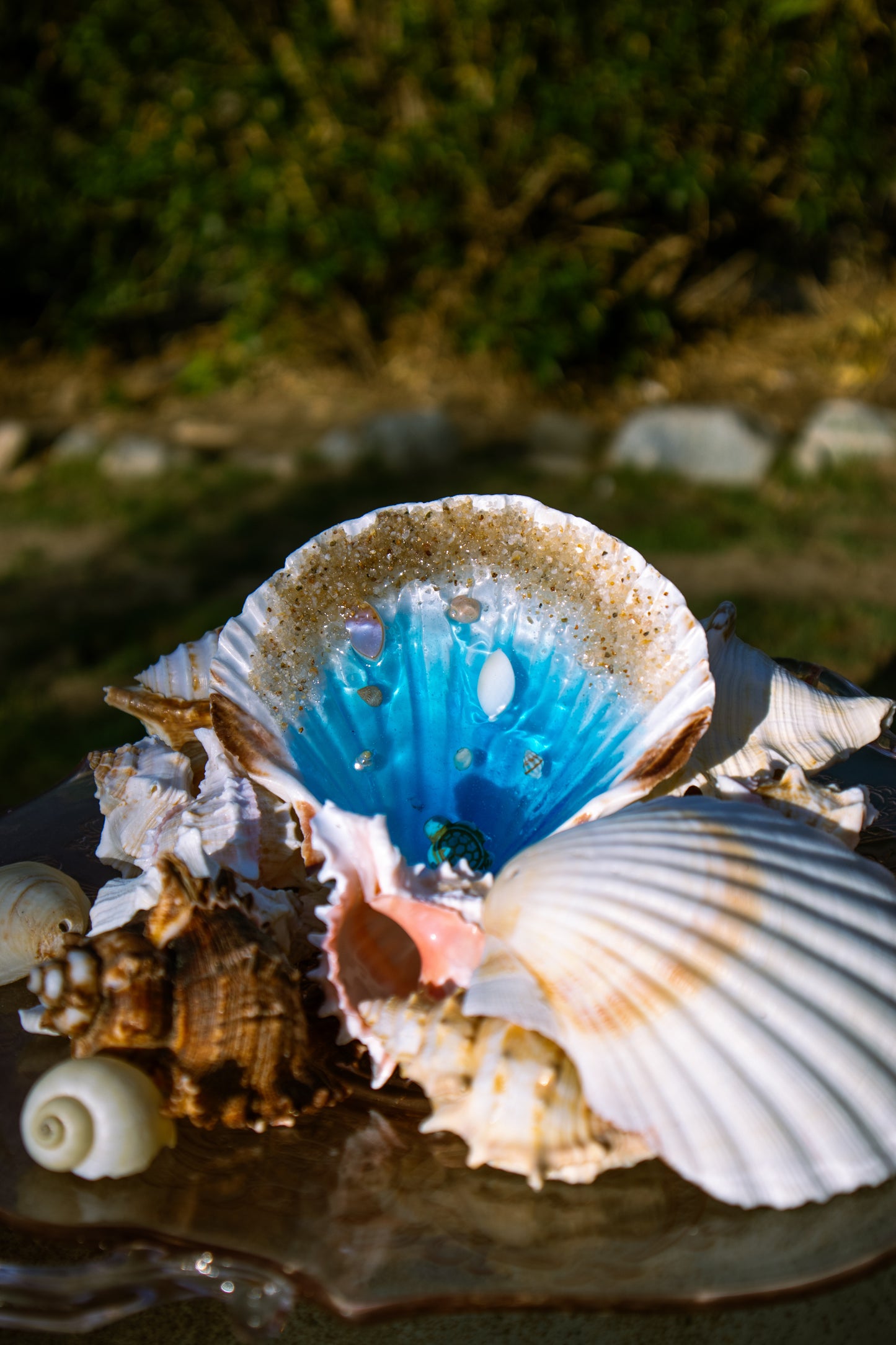Seashell Ocean Display